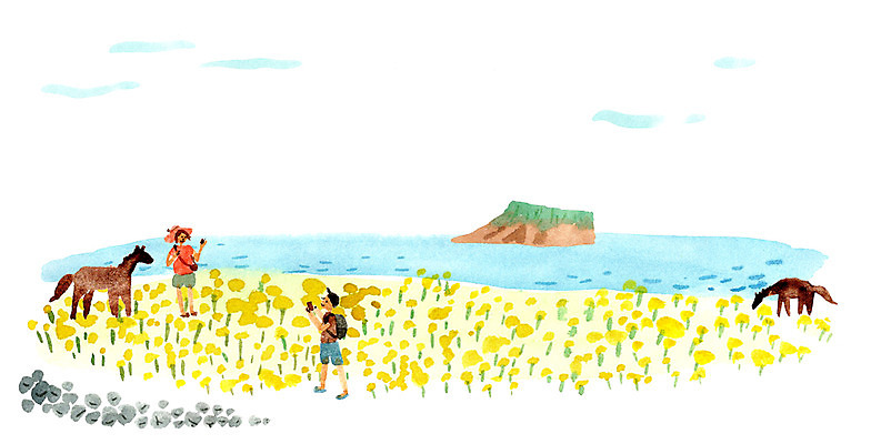 PSD 여자 남자 일러스트 성인 두명 관광지 제주도 말_동물 유채 국내여행 국내일러스트 꽃 여행 포유류 한국 사람 파일형식