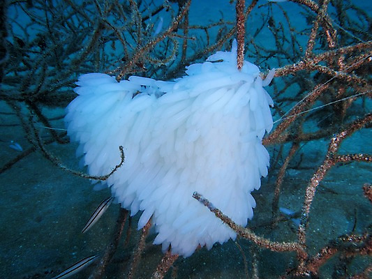 포토 JPG 바다 어류 사람없음 수중 수중동물 수중식물 말미잘 수중사진 국내포토 식물 동물 자포동물 파일형식