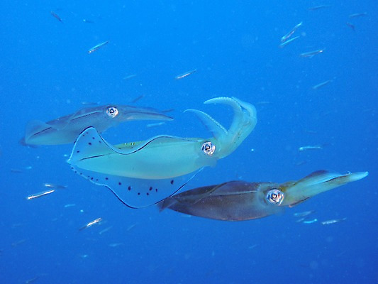 포토 JPG 바다 여러마리 어류 사람없음 수중 수중동물 오징어 수중사진 국내포토 동물 다수 연체동물 파일형식