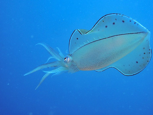 포토 JPG 한마리 바다 사람없음 수중 수중동물 오징어 수중사진 국내포토 동물 1 연체동물 파일형식