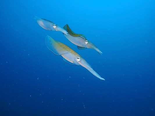 포토 JPG 바다 세마리 사람없음 수중 수중동물 오징어 수중사진 국내포토 동물 연체동물 3 파일형식