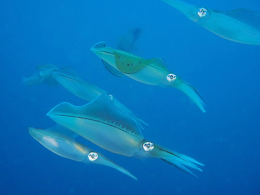 포토 JPG 바다 여러마리 사람없음 수중 수중동물 오징어 수중사진 국내포토 동물 다수 연체동물 파일형식