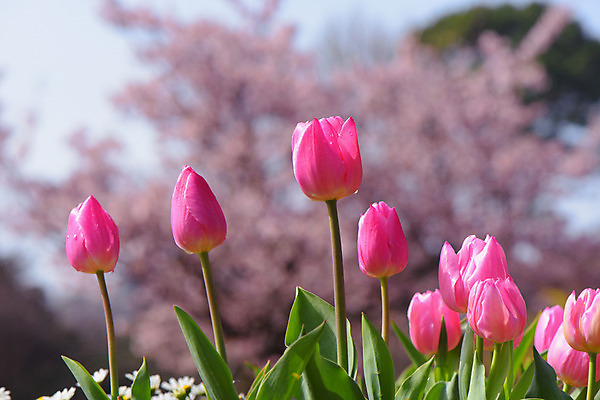 포토 JPG 주간 꽃 여러송이 자연 사람없음 야외 아웃포커스 튤립 국내포토 자연요소 식물 다수 촬영기법 생태계 파일형식