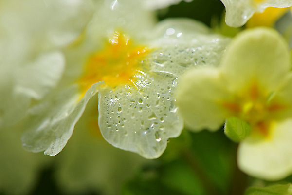 포토 JPG 주간 꽃 자연 근접촬영 사람없음 야외 아웃포커스 이슬 국내포토 자연요소 식물 뷰포인트 촬영기법 생태계 파일형식