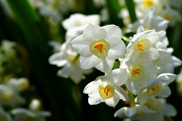 포토 JPG 주간 꽃 여러송이 자연 근접촬영 사람없음 야외 아웃포커스 국내포토 자연요소 식물 뷰포인트 다수 촬영기법 생태계 파일형식