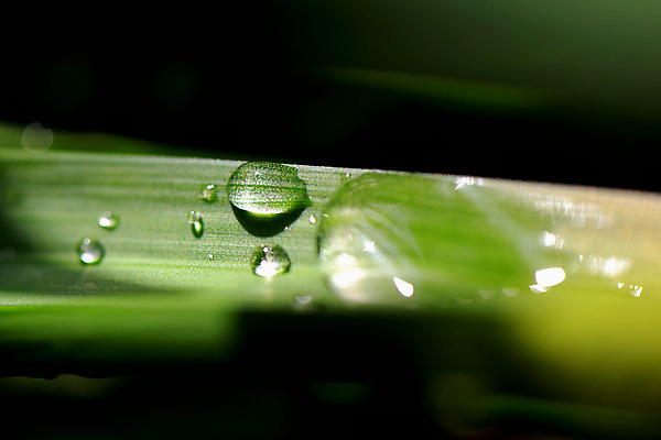 포토 JPG 주간 자연 근접촬영 사람없음 야외 아웃포커스 물방울 풀잎 국내포토 자연요소 뷰포인트 잎 촬영기법 풀_식물 생태계 파일형식