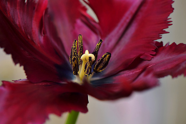 포토 JPG 주간 꽃 한송이 자연 근접촬영 사람없음 야외 아웃포커스 꽃술_꽃 국내포토 자연요소 식물 1 뷰포인트 촬영기법 생태계 송이 파일형식