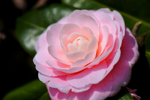 포토 JPG 주간 꽃 분홍색 한송이 자연 근접촬영 사람없음 야외 아웃포커스 국내포토 자연요소 식물 1 뷰포인트 컬러 촬영기법 생태계 송이 파일형식