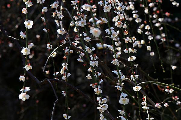 포토 JPG 주간 꽃 자연 사람없음 야외 아웃포커스 나뭇가지 국내포토 자연요소 나무 식물 촬영기법 생태계 파일형식