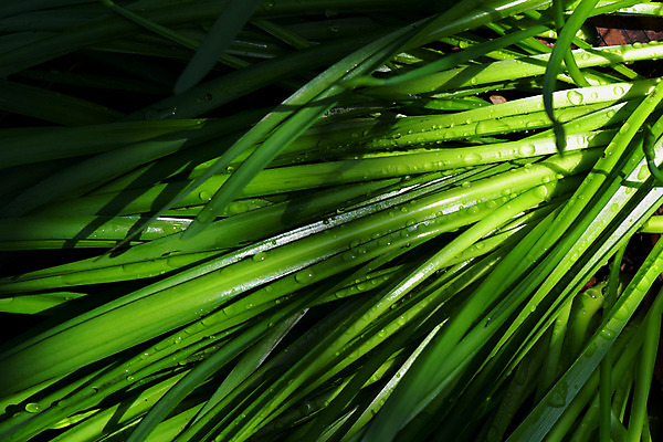 포토 JPG 주간 백그라운드 자연 사람없음 야외 초록색 물방울 풀 국내포토 자연요소 식물 컬러 생태계 파일형식