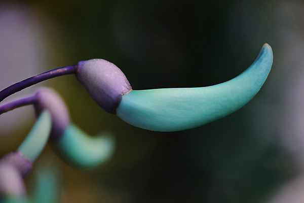 포토 JPG 주간 꽃 자연 근접촬영 사람없음 야외 아웃포커스 국내포토 자연요소 식물 뷰포인트 촬영기법 생태계 파일형식