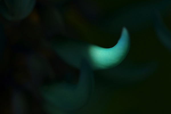 포토 JPG 주간 꽃잎 꽃 자연 근접촬영 사람없음 야외 아웃포커스 국내포토 자연요소 식물 뷰포인트 촬영기법 생태계 파일형식