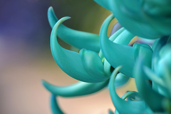 포토 JPG 주간 꽃잎 꽃 자연 근접촬영 사람없음 야외 아웃포커스 국내포토 자연요소 식물 뷰포인트 촬영기법 생태계 파일형식