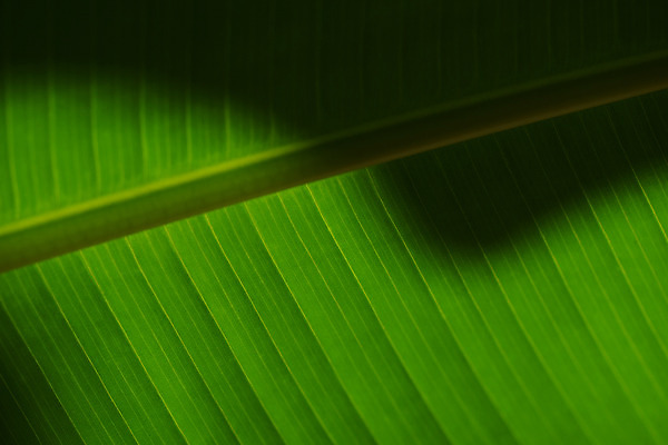 포토 JPG 백그라운드 자연 나뭇잎 그림자 근접촬영 사람없음 초록색 잎맥 국내포토 뷰포인트 컬러 잎 생태계 파일형식