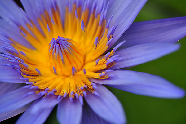 포토 JPG 주간 꽃 한송이 자연 연꽃 근접촬영 사람없음 야외 아웃포커스 연못 국내포토 자연요소 식물 1 뷰포인트 촬영기법 생태계 송이 파일형식