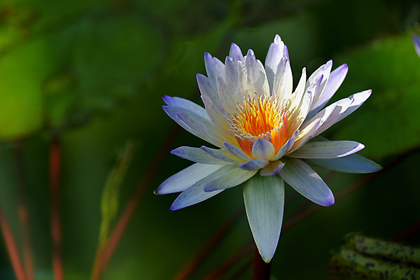 포토 JPG 주간 꽃 한송이 자연 연꽃 사람없음 야외 아웃포커스 연못 연잎 국내포토 자연요소 식물 1 잎 촬영기법 생태계 송이 파일형식