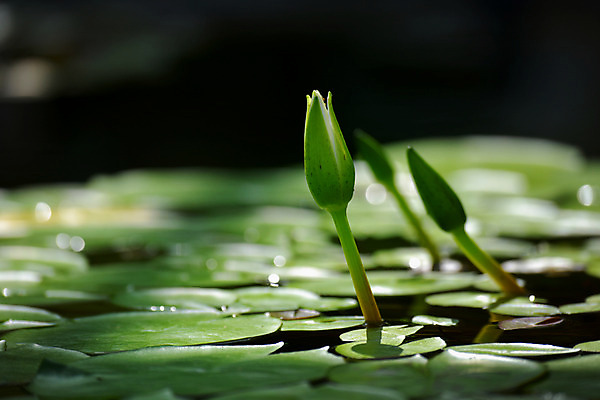 포토 JPG 주간 자연 연꽃 사람없음 야외 아웃포커스 연못 연잎 국내포토 자연요소 꽃 잎 촬영기법 생태계 파일형식