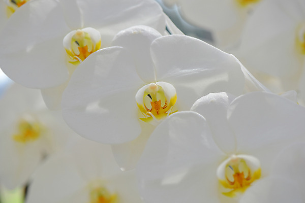 포토 JPG 주간 꽃 백그라운드 자연 근접촬영 사람없음 야외 아웃포커스 호접란 국내포토 자연요소 식물 뷰포인트 촬영기법 생태계 파일형식