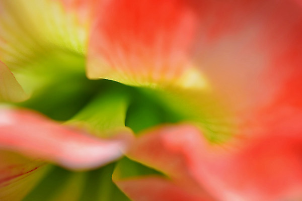 포토 JPG 주간 꽃 백그라운드 자연 근접촬영 사람없음 야외 아웃포커스 국내포토 자연요소 식물 뷰포인트 촬영기법 생태계 파일형식