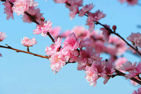 포토 JPG 주간 자연 하늘 사람없음 야외 아웃포커스 봄 벚꽃 나뭇가지 국내포토 자연요소 나무 계절 꽃 촬영기법 생태계 파일형식