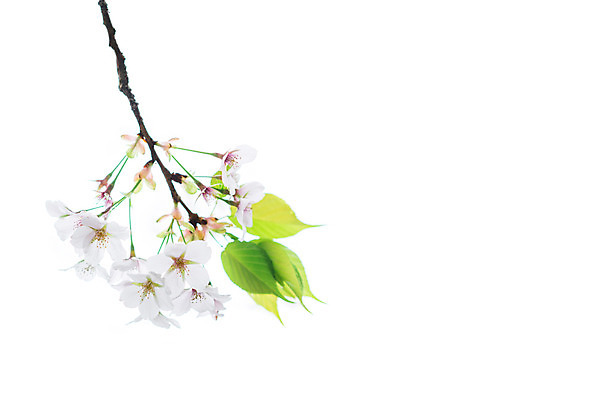 포토 JPG 나뭇잎 사람없음 봄 벚꽃 나뭇가지 국내포토 나무 계절 꽃 잎 파일형식