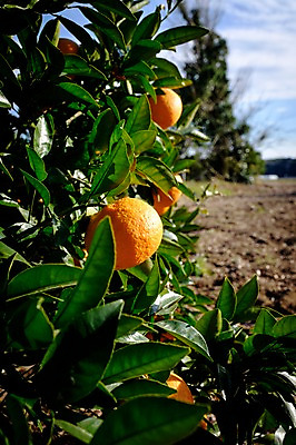 포토 JPG 주간 열매 잎 오렌지 풍경 사람없음 야외 아웃포커스 일본 오렌지나무 국내포토 자연요소 나무 식물 아시아 과일 촬영기법 파일형식