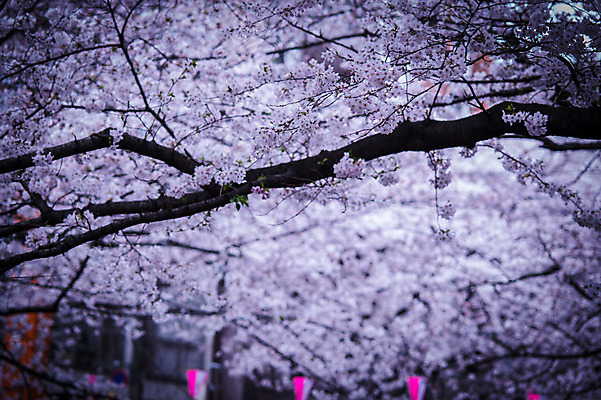 포토 JPG 주간 꽃 자연 풍경 사람없음 야외 아웃포커스 일본 봄 벚꽃 나뭇가지 국내포토 자연요소 나무 식물 계절 아시아 촬영기법 생태계 파일형식
