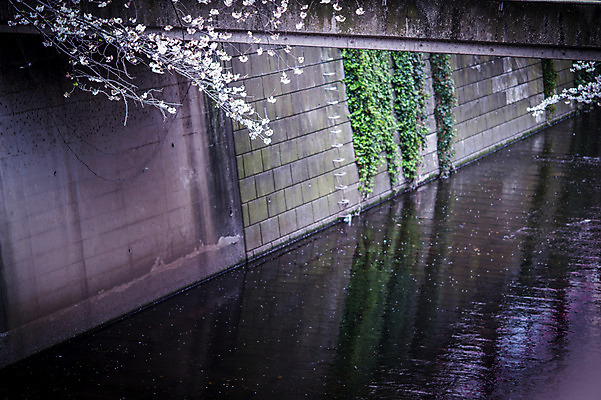 포토 JPG 주간 꽃 자연 풍경 사람없음 야외 강 일본 봄 벚꽃 국내포토 자연요소 식물 계절 아시아 생태계 파일형식