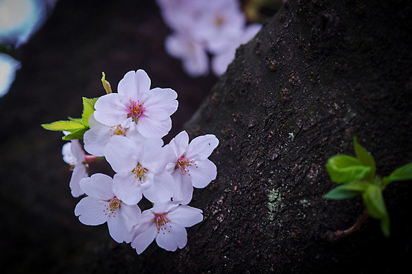 포토 JPG 주간 나무 꽃 자연 풍경 근접촬영 사람없음 야외 아웃포커스 일본 봄 벚꽃 국내포토 자연요소 식물 계절 아시아 뷰포인트 촬영기법 생태계 파일형식