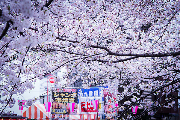 포토 JPG 주간 꽃 자연 풍경 사람없음 야외 일본 봄 벚꽃 현수막 나뭇가지 벚꽃축제 국내포토 자연요소 나무 식물 계절 아시아 축제 생태계 꽃축제 파일형식