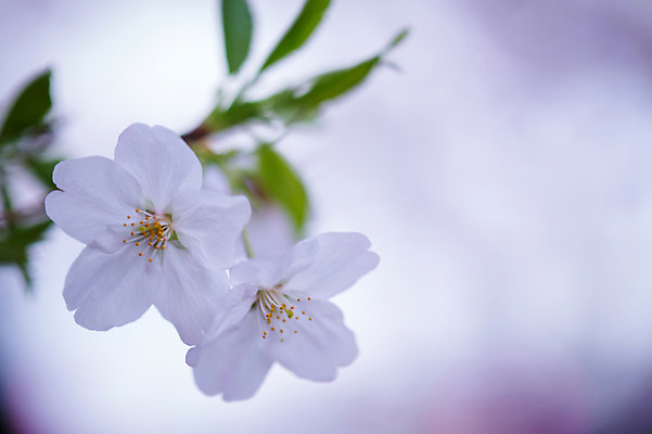포토 JPG 주간 꽃 자연 풍경 근접촬영 사람없음 야외 아웃포커스 일본 봄 벚꽃 국내포토 자연요소 식물 계절 아시아 뷰포인트 촬영기법 생태계 파일형식