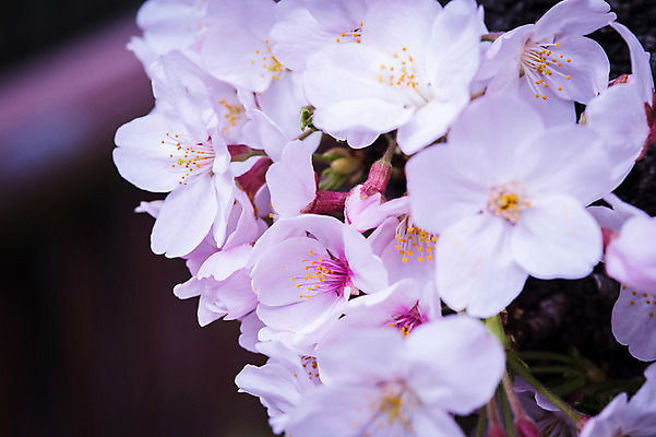 포토 JPG 주간 꽃 자연 풍경 근접촬영 사람없음 야외 일본 봄 벚꽃 국내포토 자연요소 식물 계절 아시아 뷰포인트 생태계 파일형식