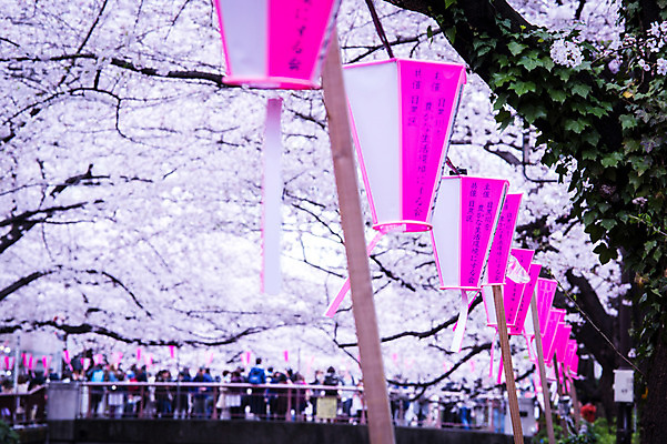 포토 JPG 주간 꽃 자연 조명 풍경 여러명 야외 아웃포커스 일본 봄 벚꽃 벚꽃축제 국내포토 자연요소 식물 계절 아시아 다수 촬영기법 사람 축제 생태계 꽃축제 파일형식