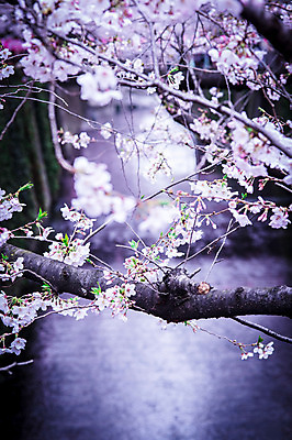 포토 JPG 주간 꽃 자연 풍경 사람없음 야외 아웃포커스 일본 봄 벚꽃 나뭇가지 국내포토 자연요소 나무 식물 계절 아시아 촬영기법 생태계 파일형식