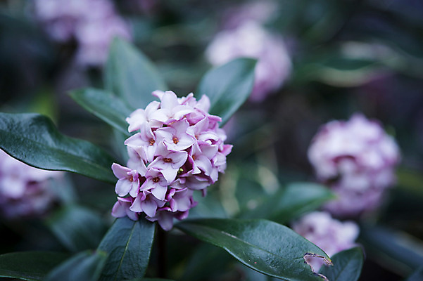 포토 JPG 주간 꽃 잎 자연 풍경 근접촬영 사람없음 야외 아웃포커스 국내포토 자연요소 식물 뷰포인트 촬영기법 생태계 파일형식