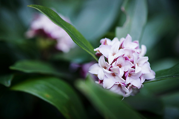 포토 JPG 주간 꽃 잎 자연 풍경 근접촬영 사람없음 야외 아웃포커스 국내포토 자연요소 식물 뷰포인트 촬영기법 생태계 파일형식