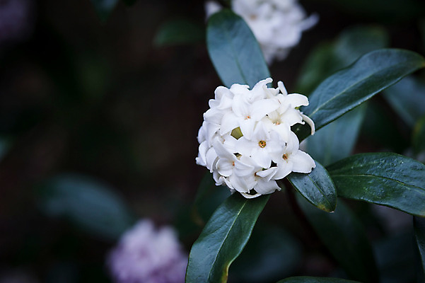 포토 JPG 주간 꽃 잎 자연 풍경 근접촬영 사람없음 야외 아웃포커스 국내포토 자연요소 식물 뷰포인트 촬영기법 생태계 파일형식
