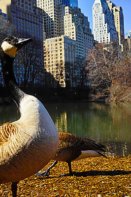 포토 JPG 주간 나무 공원 호수 풍경 빌딩 사람없음 야외 도시 뉴욕 청둥오리 센트럴파크 국내포토 자연요소 식물 공공시설 오리 건물 미국 파일형식