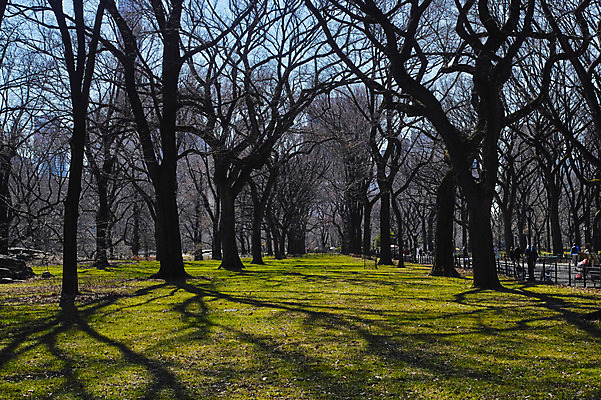 포토 JPG 주간 공원 풍경 잔디 여러명 야외 도시 뉴욕 센트럴파크 국내포토 자연요소 식물 공공시설 다수 사람 미국 파일형식
