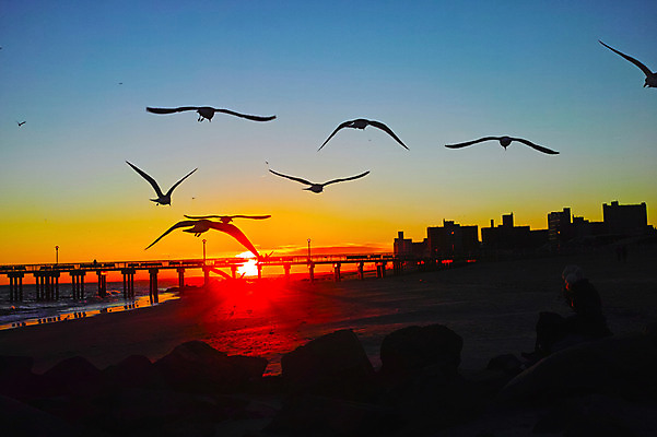 포토 JPG 여러마리 갈매기 하늘 풍경 빌딩 해변 사람없음 야외 태양 노을 일몰 뉴욕 가교 국내포토 자연요소 건축물 바다 다수 조류 건물 미국 파일형식