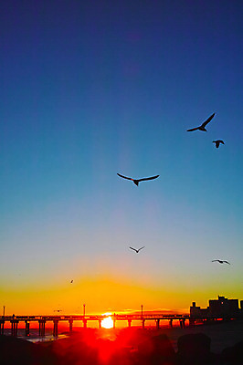 포토 JPG 여러마리 갈매기 하늘 풍경 해변 야외 태양 노을 일몰 뉴욕 가교 국내포토 자연요소 건축물 바다 다수 조류 미국 파일형식