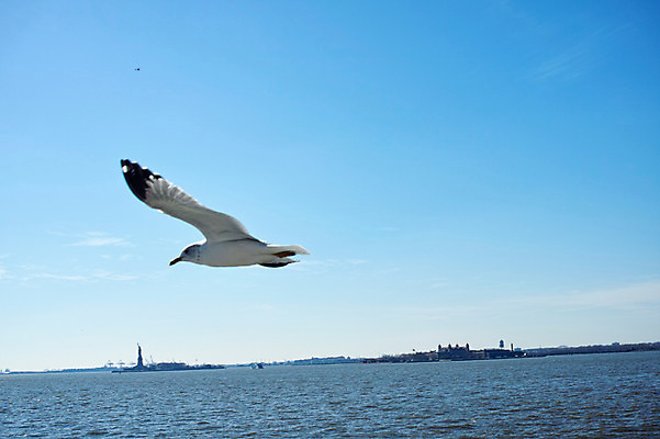 포토 JPG 주간 구름 갈매기 하늘 풍경 사람없음 야외 강 비행 도시 뉴욕 허드슨강 국내포토 자연요소 조류 미국 파일형식