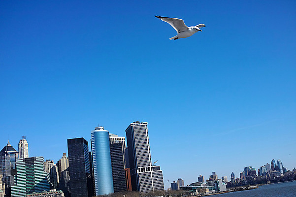 포토 JPG 주간 갈매기 하늘 풍경 빌딩 사람없음 야외 강 도시 뉴욕 허드슨강 국내포토 자연요소 조류 건물 미국 파일형식