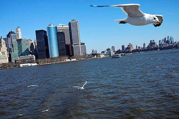 포토 JPG 주간 갈매기 하늘 풍경 빌딩 사람없음 야외 강 도시 뉴욕 허드슨강 국내포토 자연요소 조류 건물 미국 파일형식