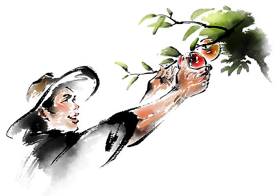 PSD 남자 일러스트 캘리그라피 한명 상반신 성인 농사 수확 나뭇가지 사과 농부 밀짚모자 따기 국내일러스트 나무 직업 모자_잡화 1 농업 과일 사람 파일형식