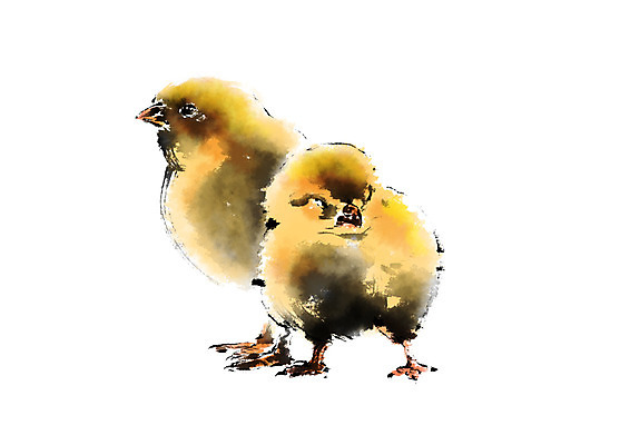 PSD 새끼 두마리 일러스트 캘리그라피 병아리 사람없음 가축 국내일러스트 동물 2 조류 파일형식