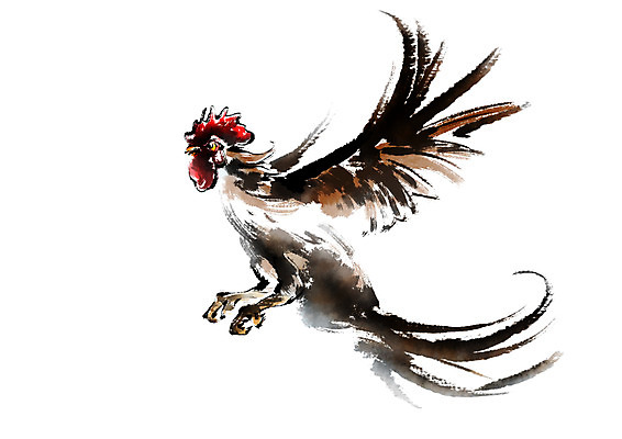 PSD 한마리 일러스트 캘리그라피 사람없음 가축 닭 날갯짓 국내일러스트 동물 1 조류 파일형식