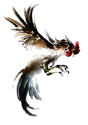 PSD 한마리 일러스트 캘리그라피 사람없음 가축 닭 날갯짓 국내일러스트 동물 1 조류 파일형식