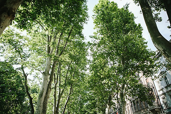 포토 JPG 주간 나무 해외풍경 유럽 로우앵글 풍경 사람없음 야외 건물 크로아티아 동유럽 국내포토 자연요소 식물 해외 건축물 나라 뷰포인트 파일형식