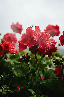 포토 JPG 주간 해외풍경 꽃 유럽 풍경 사람없음 야외 비 빗방울 동유럽 슬로베니아 국내포토 자연요소 식물 해외 나라 날씨 비_날씨 파일형식